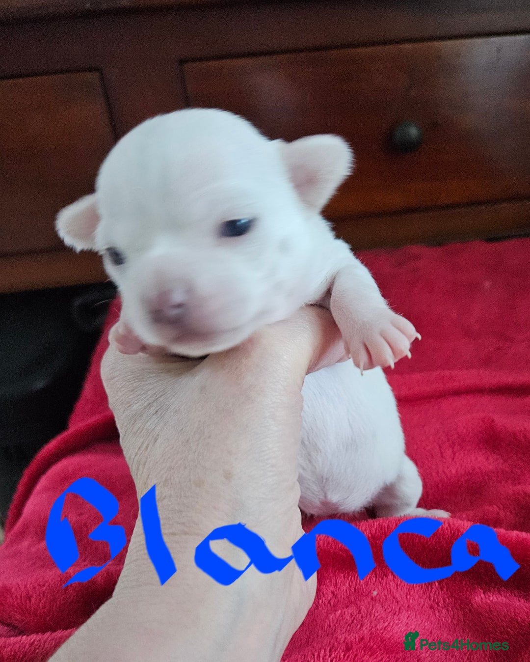 Chihuahua dogs for sale: Pure White With Blue Green Eyes Chihuahuas  - Advert 4