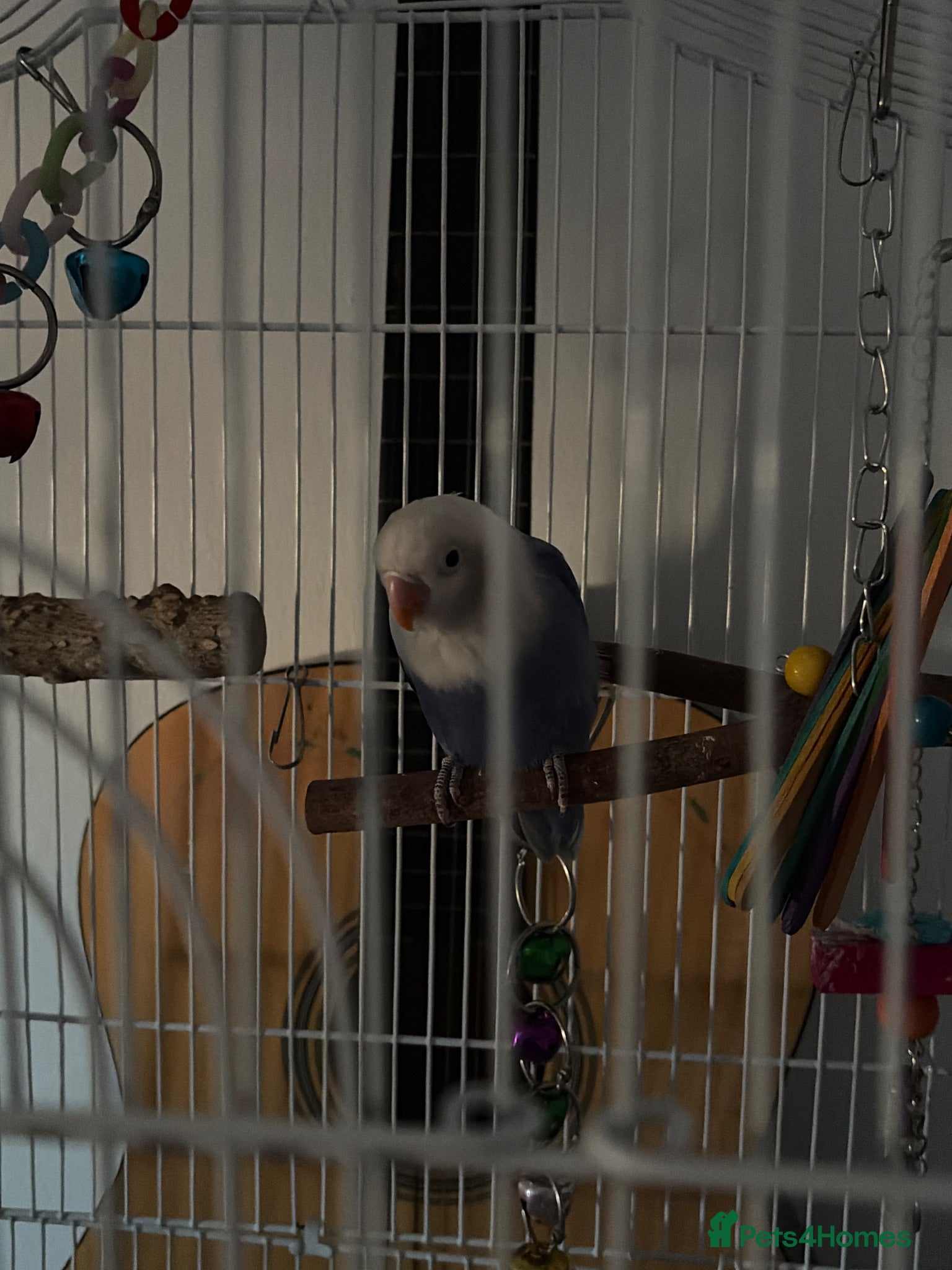 Lovebirds birds Violet Opaline Lovebird!!!! - Advert 1