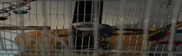 Lovebirds birds for sale: Violet Opaline Lovebird!!!! - Advert 1