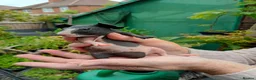 Guinea Pig rodents for sale: Baby skinny pigs - Advert 1