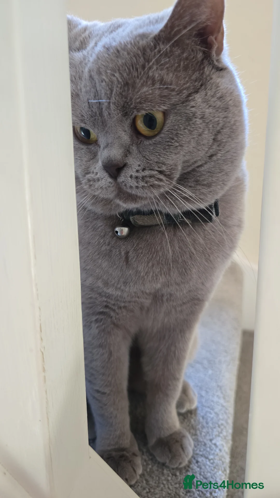 British Shorthair cats for sale: GCCF registered ACTIVE STUD british short hair - Advert 4