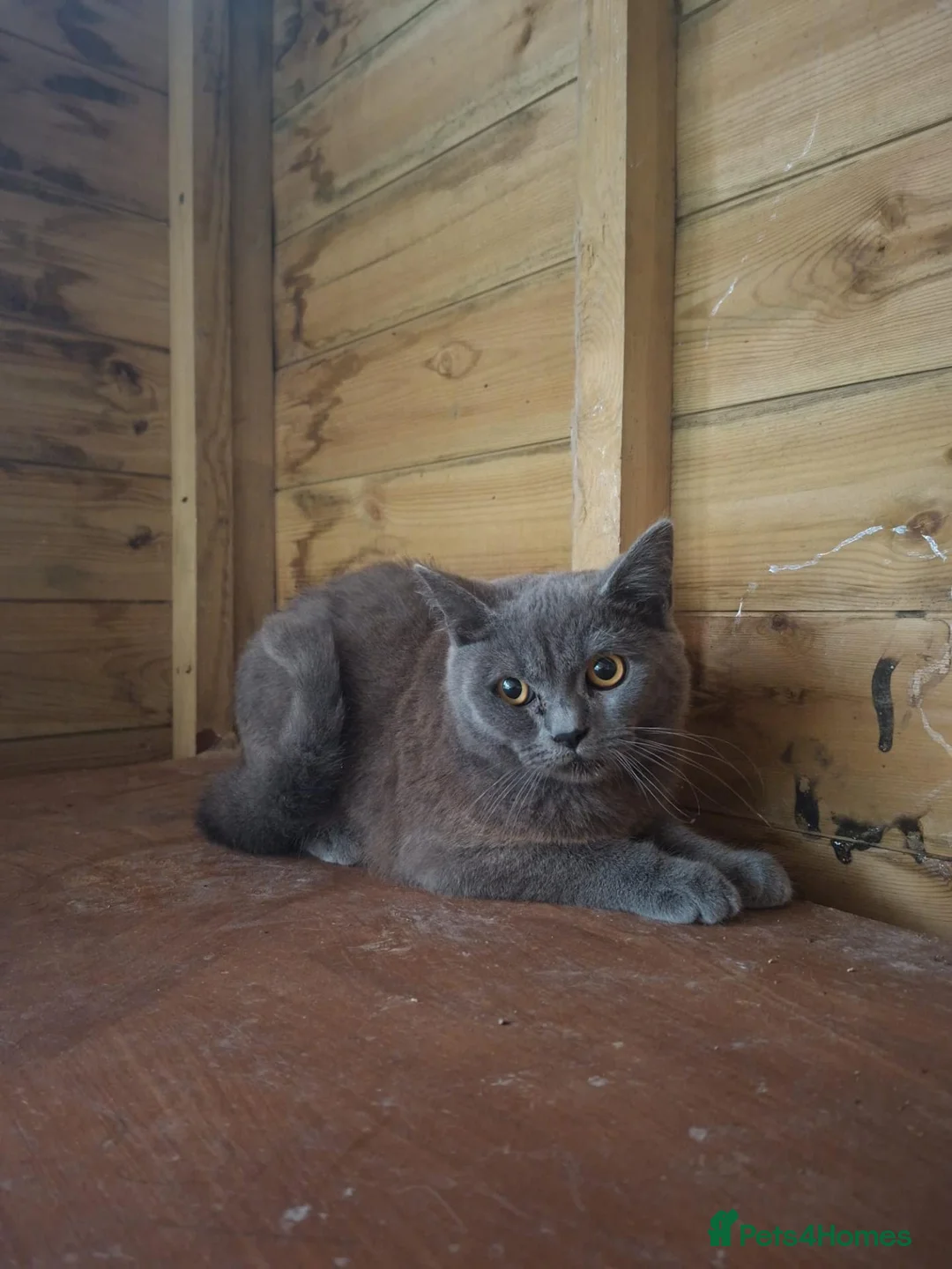 Mixed Breed cats for sale: Beautiful British shirt hair X Ragdoll  - Advert 4