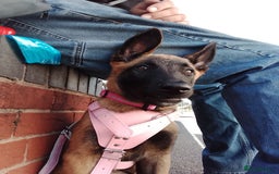 Belgian Shepherd Dog dogs for sale: 5 month Female Belgian mally - Image 3