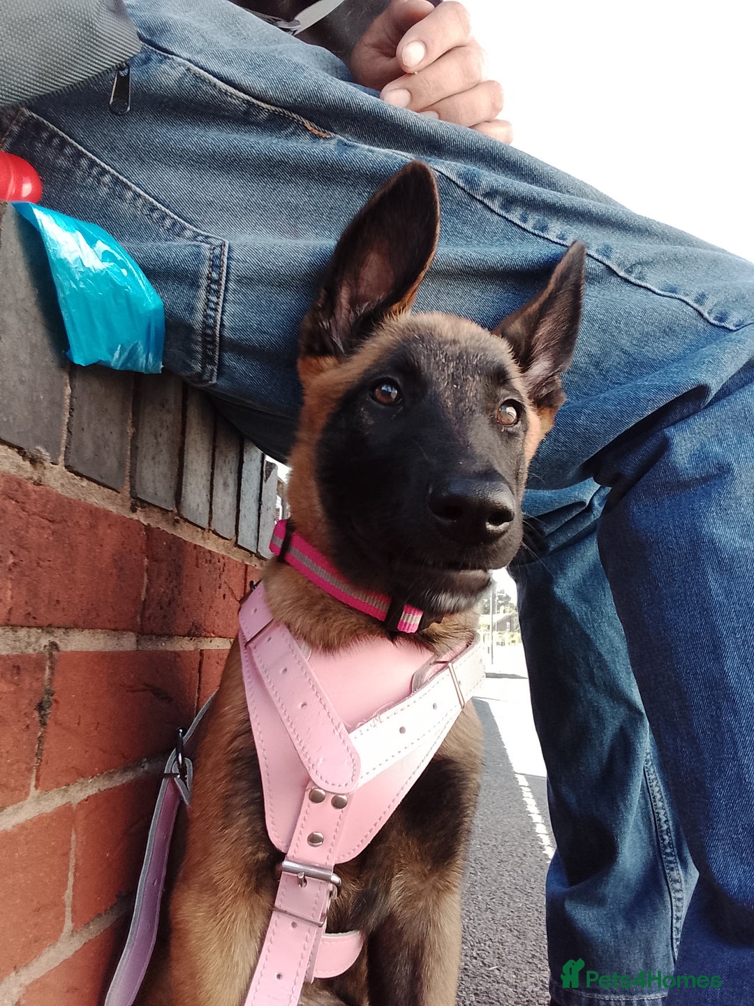 Belgian Shepherd Dog dogs for sale: 5 month Female Belgian mally - Image 3