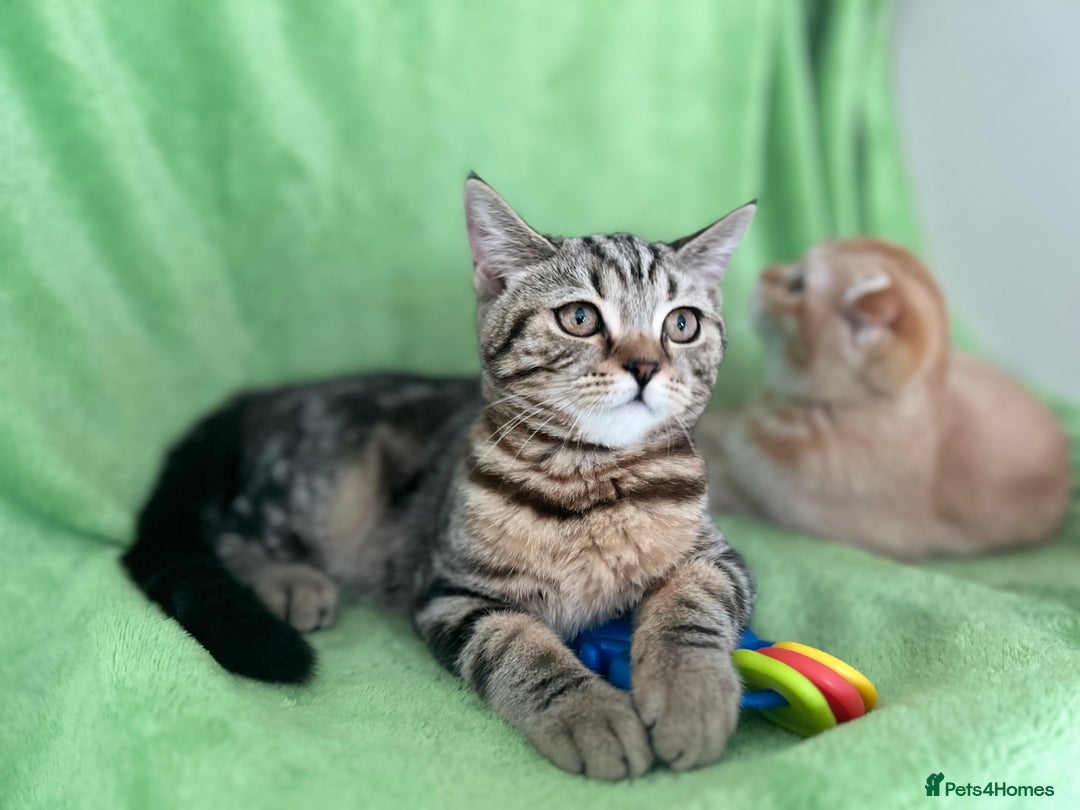 Scottish Fold cats for sale: Beautiful kittens just for you - Image 34