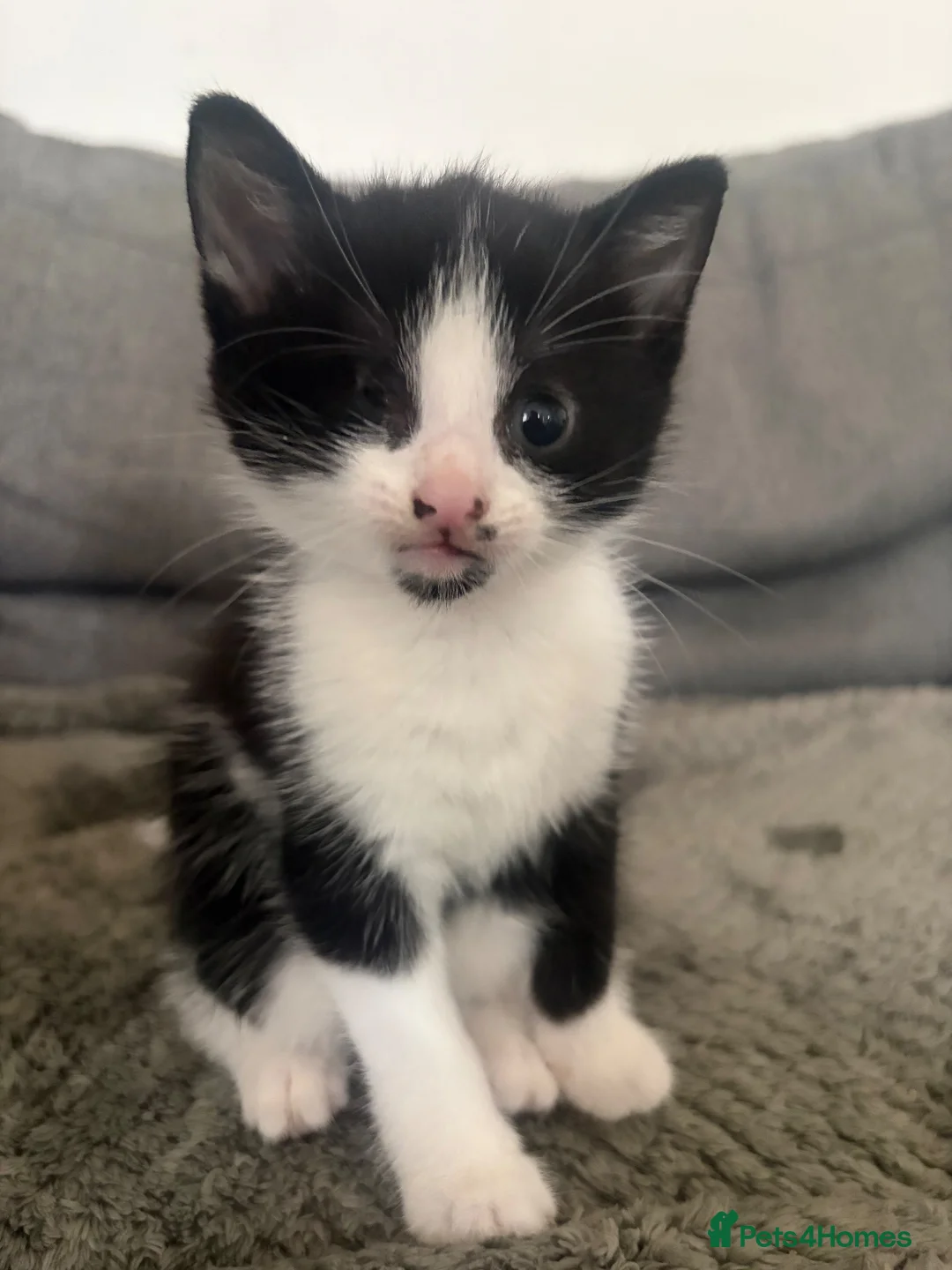 British Shorthair cats for sale: Kittens  - Advert 2