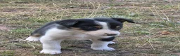 Border Collie dogs for sale: Beautiful border collie pups for sale!  in Abergavenny - Advert 7
