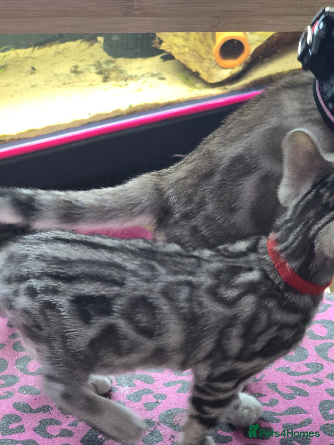 Bengal cats for sale: 3 exquisite Tica registered bengals *****READY NOW - Image 17