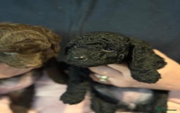 Cockapoo dogs for sale: 7 Gorgeous Cockapoo puppies for sale in St Albans - Image 7
