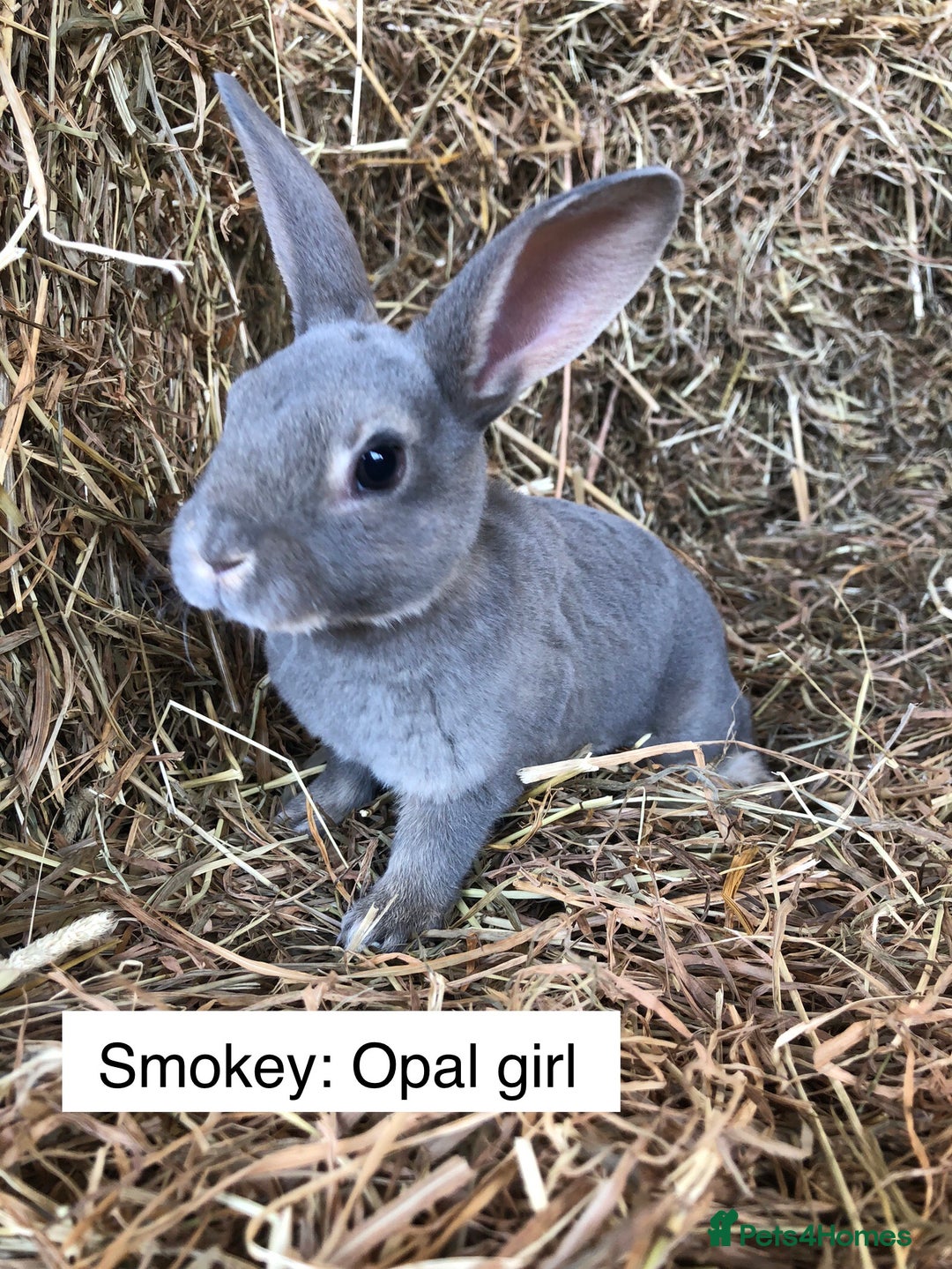Rex rabbits for sale: Beautiful Purebred Velvet Mini Rex babies  - Image 10
