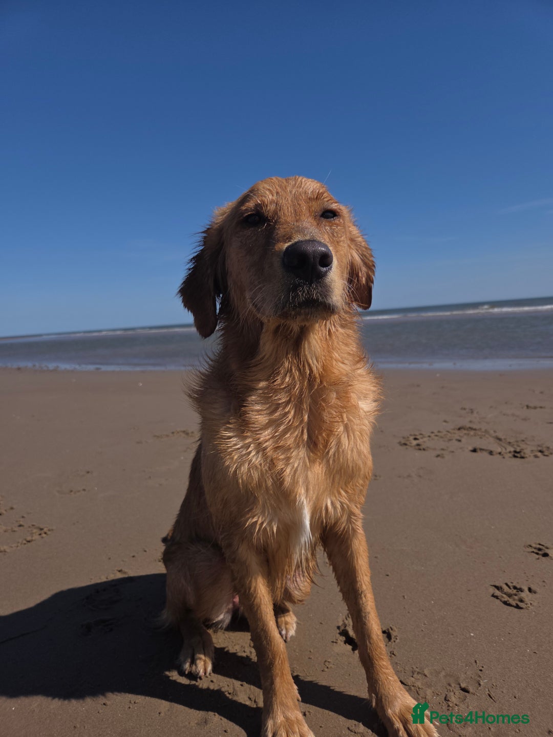 Golden Retriever dogs for sale: Golden retriver  - Advert 4