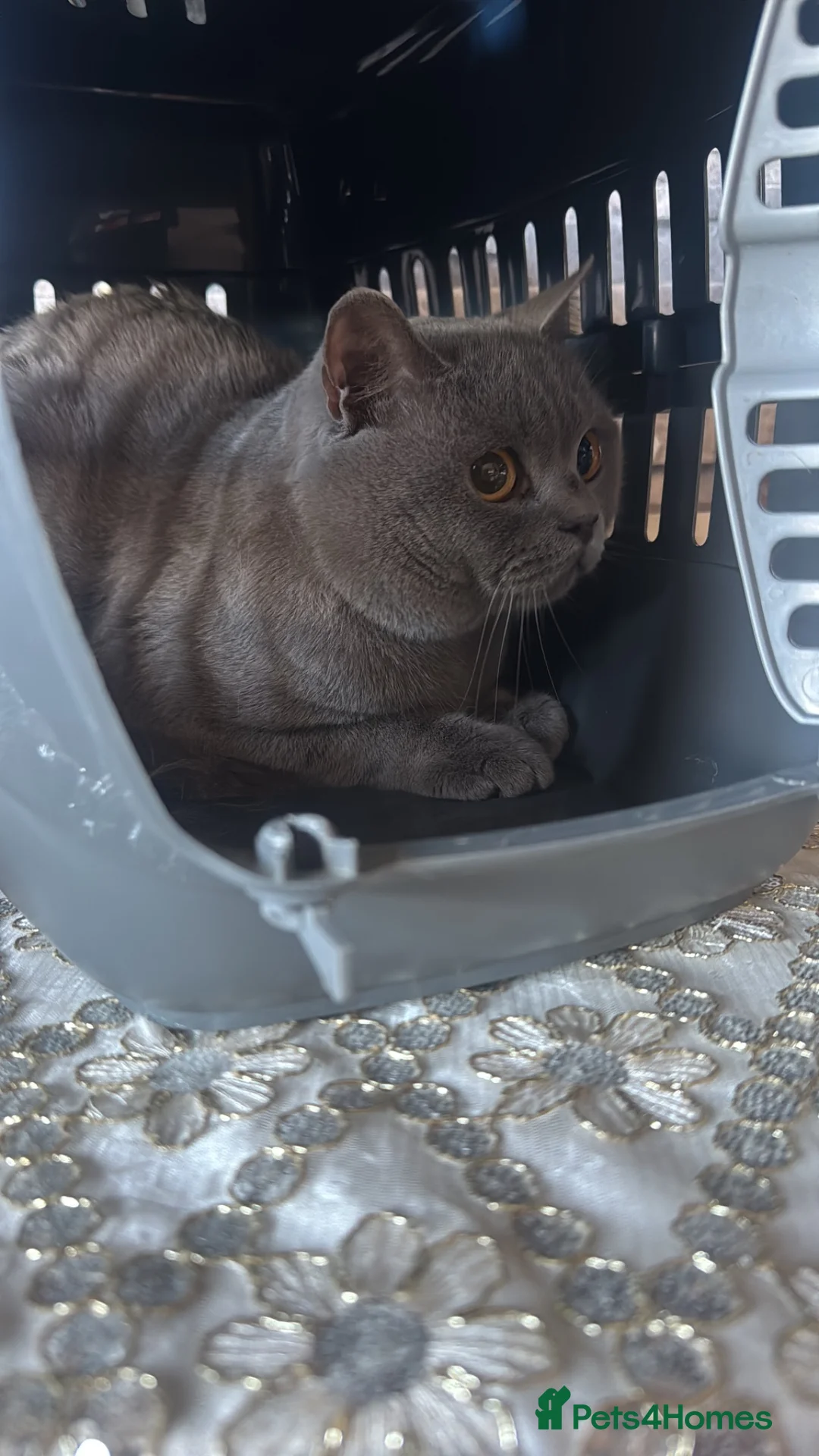 British Shorthair cats for sale: British shorthair male  in Motherwell - Advert 4