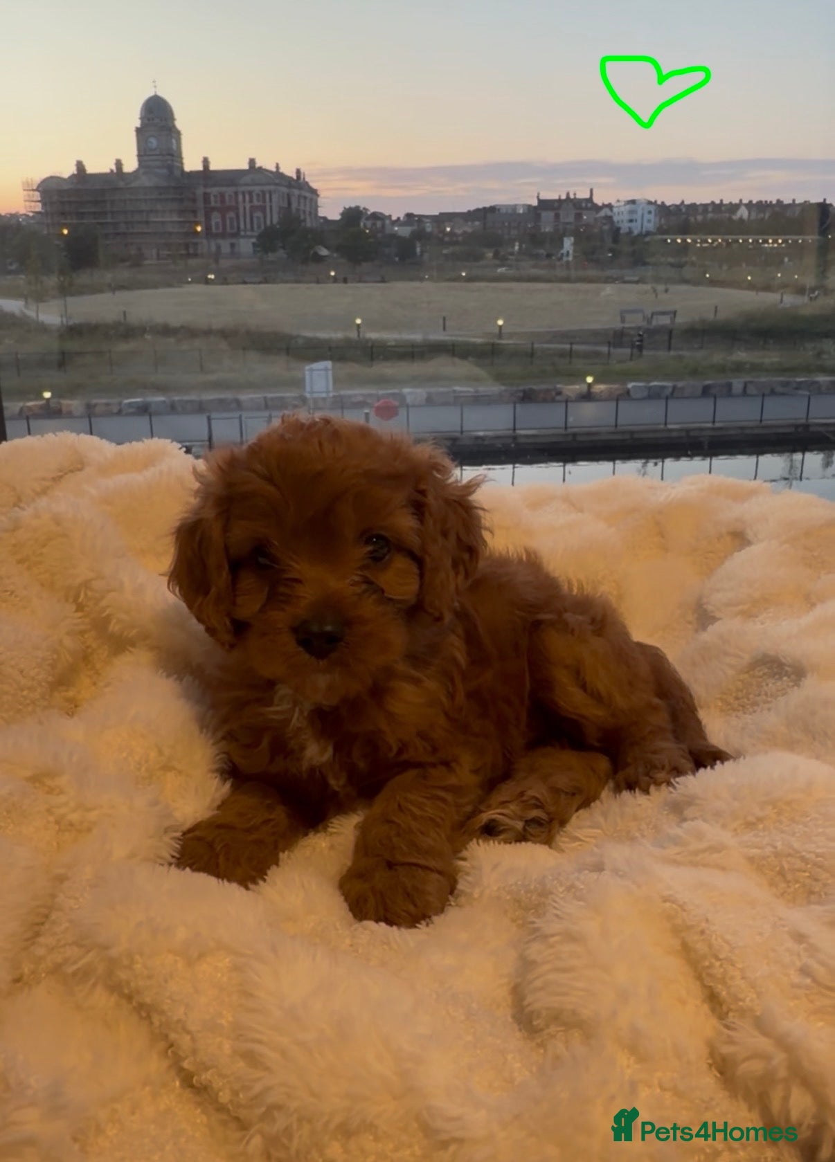 Cavapoo dogs ✨ TINY F1 Cavapoo Babies ✨ - Advert 2