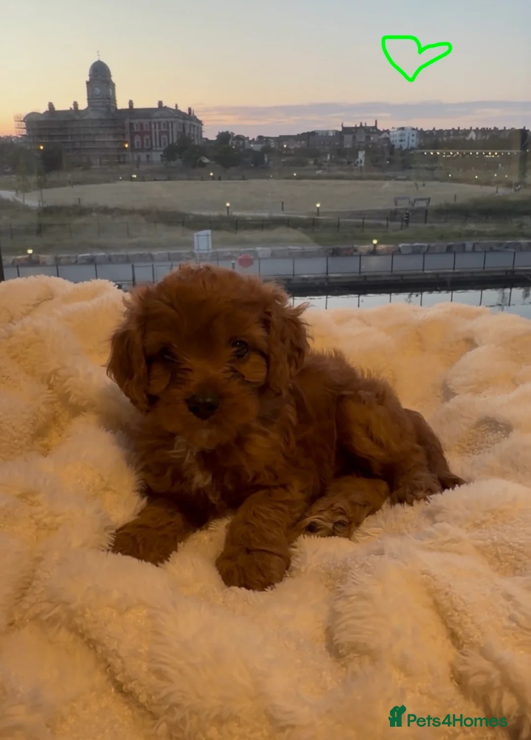 Cavapoo dogs for sale: ✨ TINY F1 Cavapoo Babies ✨ - Advert 2