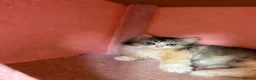 Mixed Breed cats for sale: looking for a new home, a new family!!! - Advert 5