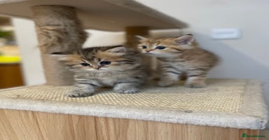 British Shorthair cats - Advert 16