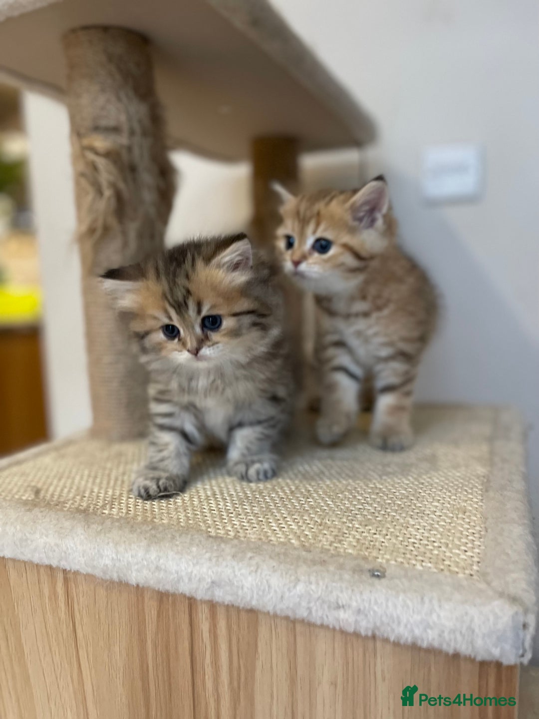 British Shorthair cats for sale: Lovely Golden BSh/BLh kittens/ 2 girls/ 💝 - Image 3