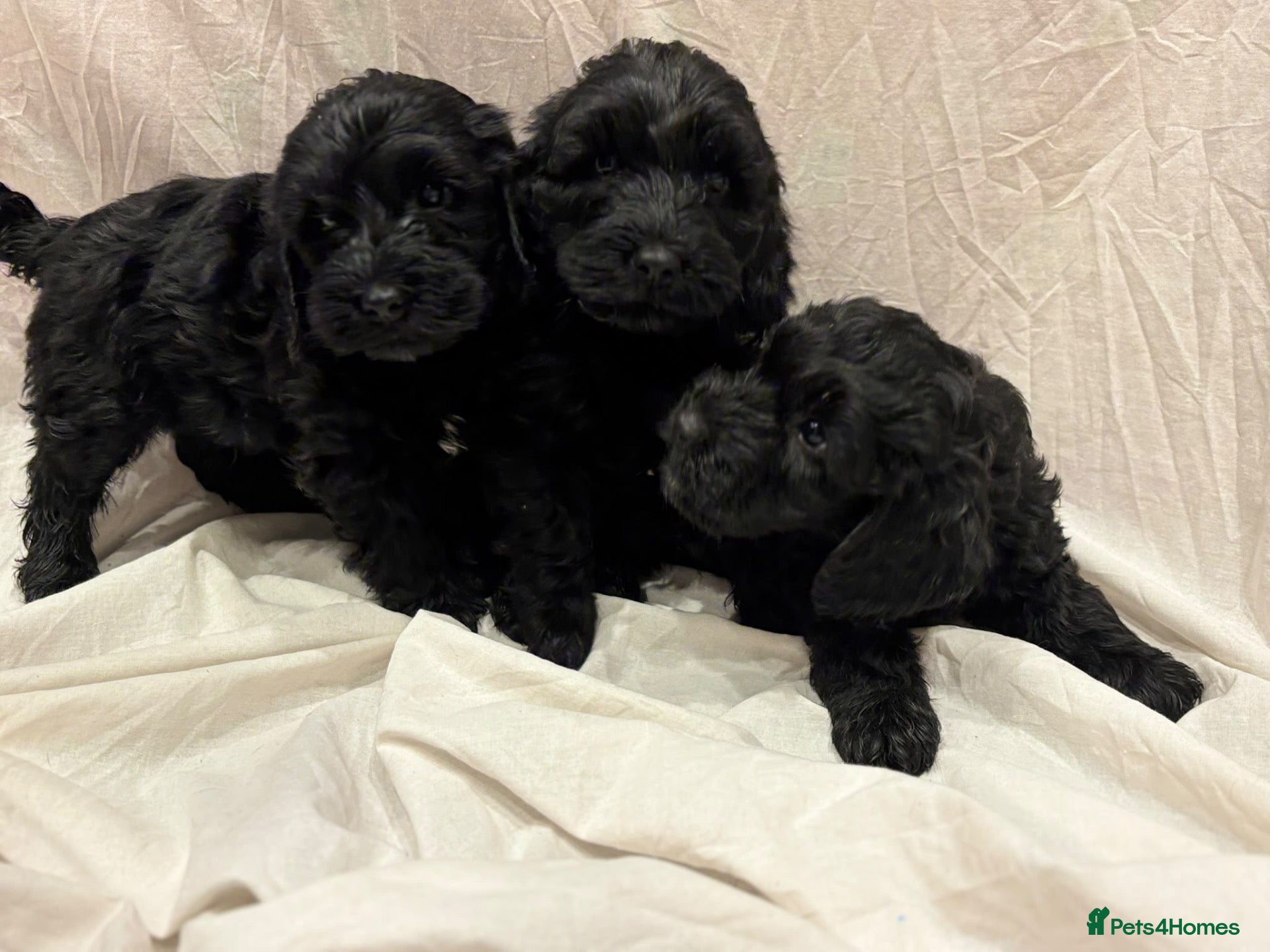 Cockapoo dogs for sale: Amazing Litter - Advert 1