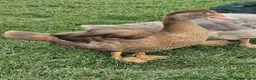 Ducks poultry for sale: Pair chocolate muscovy  - Advert 2