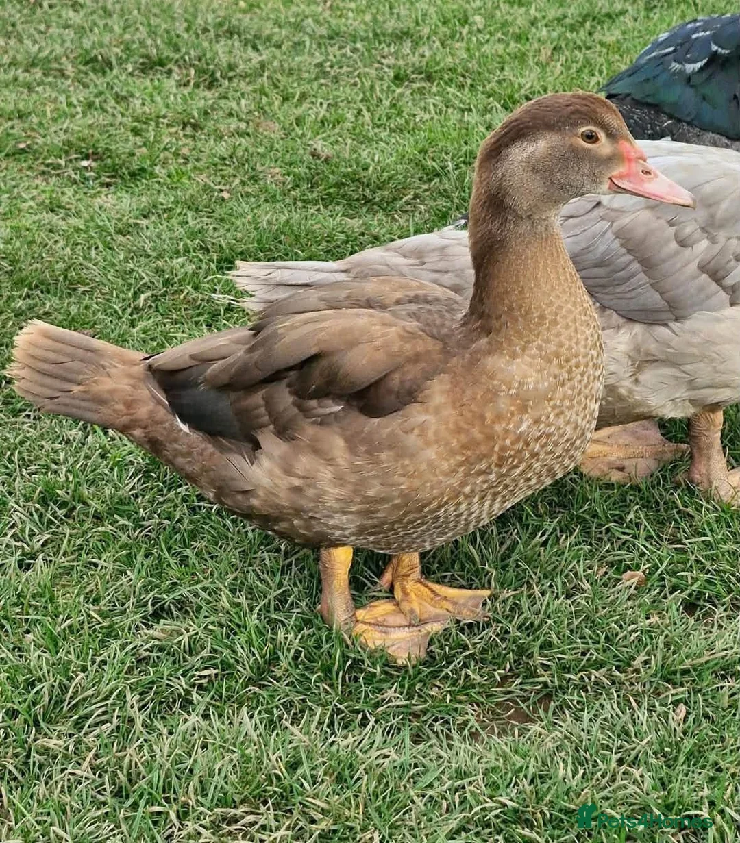 Ducks poultry for sale: Pair chocolate muscovy  - Advert 2