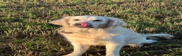 Golden Retriever dogs for sale:  Two Beautiful English Cream Golden Retriever Boys - Advert 7