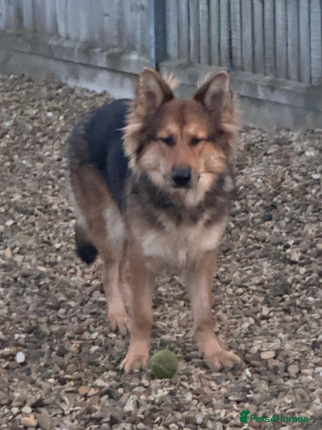 German Shepherd dogs for sale: Rehoming due to health issues  - Advert 4