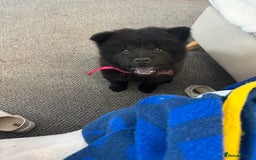 Chow Chow dogs for sale: Female Chow Kiki - Advert 13