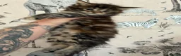 Maine Coon cats for sale: Maine coon baby’s  - Advert 7