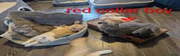 Ragcoon cats for sale: Ragdoll X Maine coon (ragcoon) in Dundee - Advert 5
