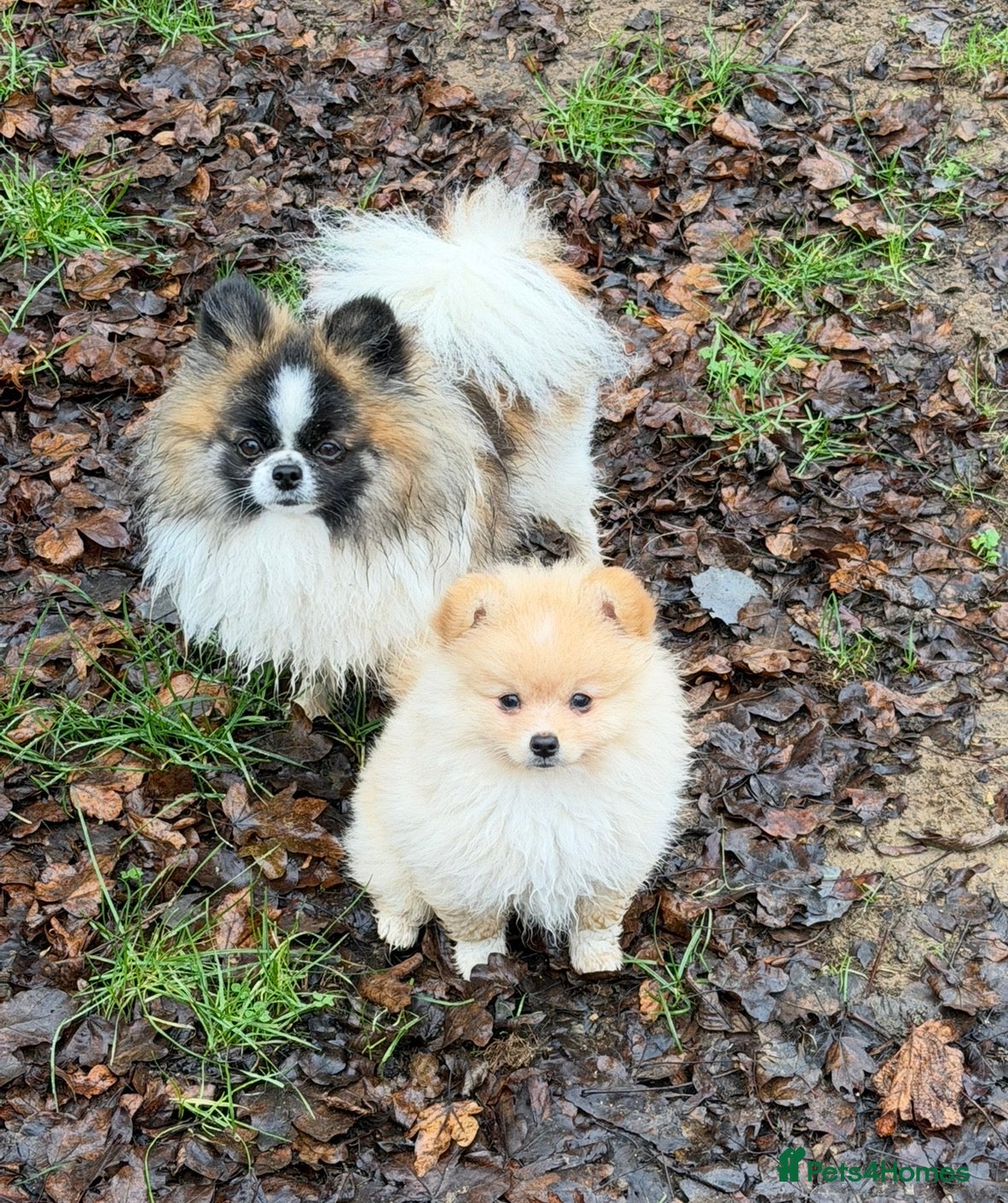 Pomeranian dogs Hugo Boss Pomeranian boy  - Advert 1