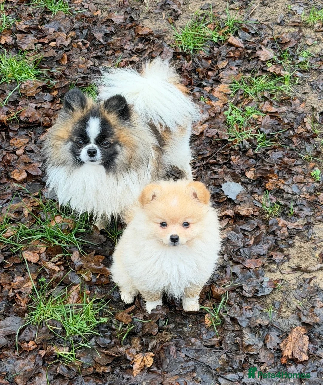 Pomeranian dogs for sale: Hugo Boss Pomeranian boy  - Advert 1