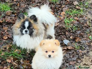 Pomeranian dogs Hugo Boss Pomeranian boy - Advert 12