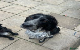 English Setter dogs for adoption: Dingo in Worthing - Image 1