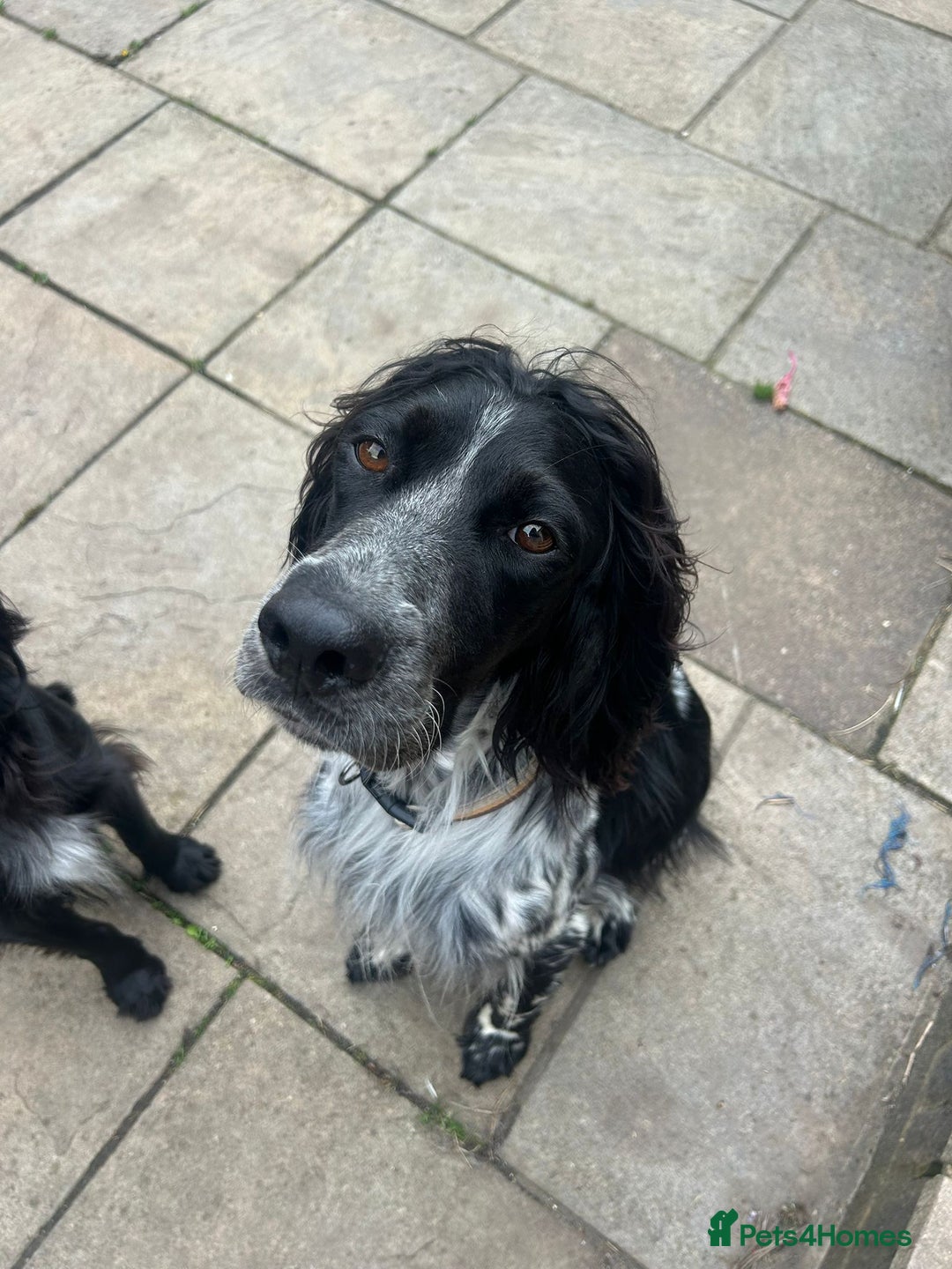 English Setter dogs for adoption: Dingo in Worthing - Image 1