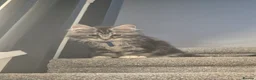 Maine Coon cats for sale: Maine Coon Kittens READY NOW - Advert 12