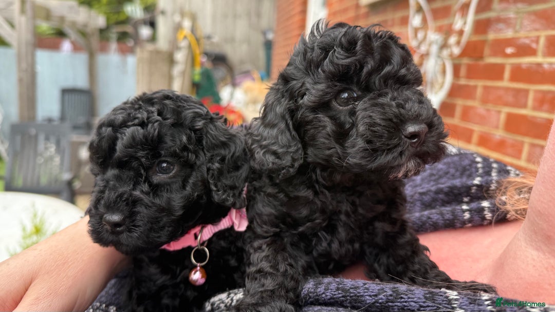 Cockapoo dogs for sale: SMALL COCKAPOO BABYS - Image 12