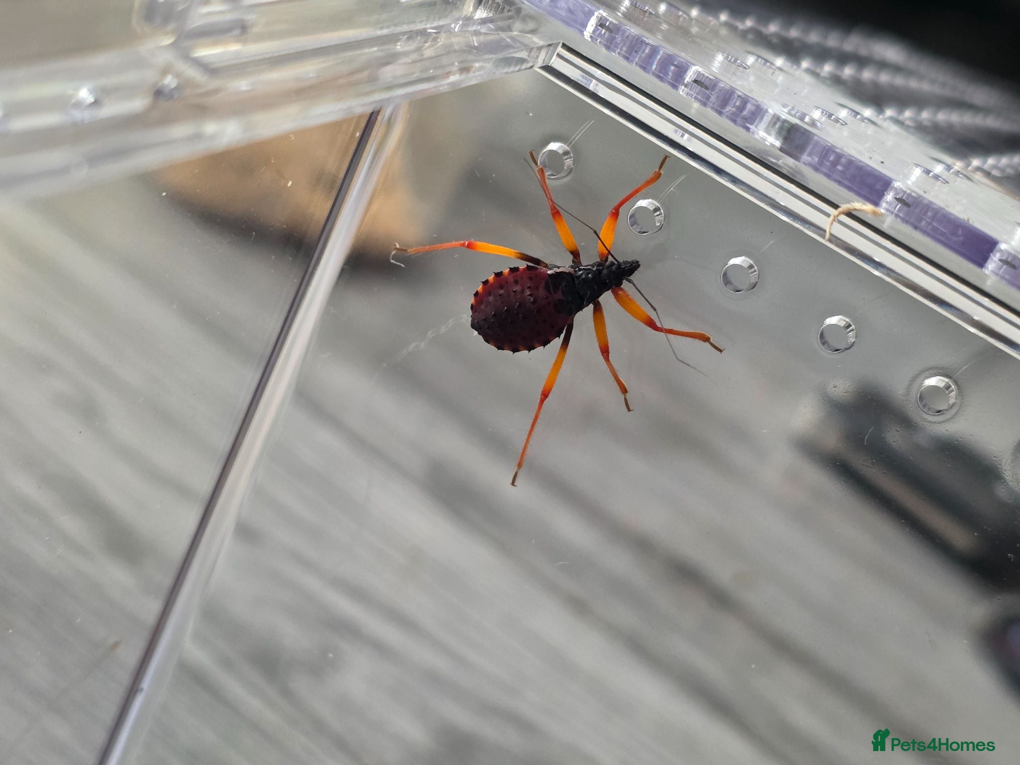 Beetles invertebrates Pystalla Horrida nymphs(horrid king assassin bug)  - Advert 2