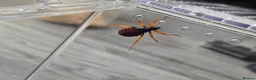 Beetles invertebrates for sale: Pystalla Horrida nymphs(horrid king assassin bug)  - Advert 2