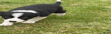 Border Collie Puppy 8