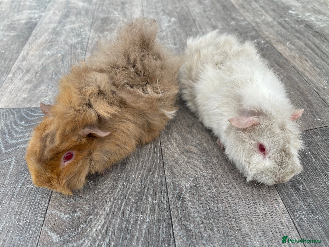 Guinea Pig rodents for sale: Baby Guinea Pigs for sale  - Image 23