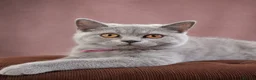 British Shorthair cats for sale: 2 confident vocal playful boys left one very big  - Advert 33