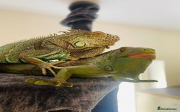 Iguana reptiles for sale: Tank the tame Blue Iguana  - Image 7