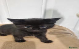 Mixed Breed cats for sale: Black tabby kittens just 2 left  - Image 4