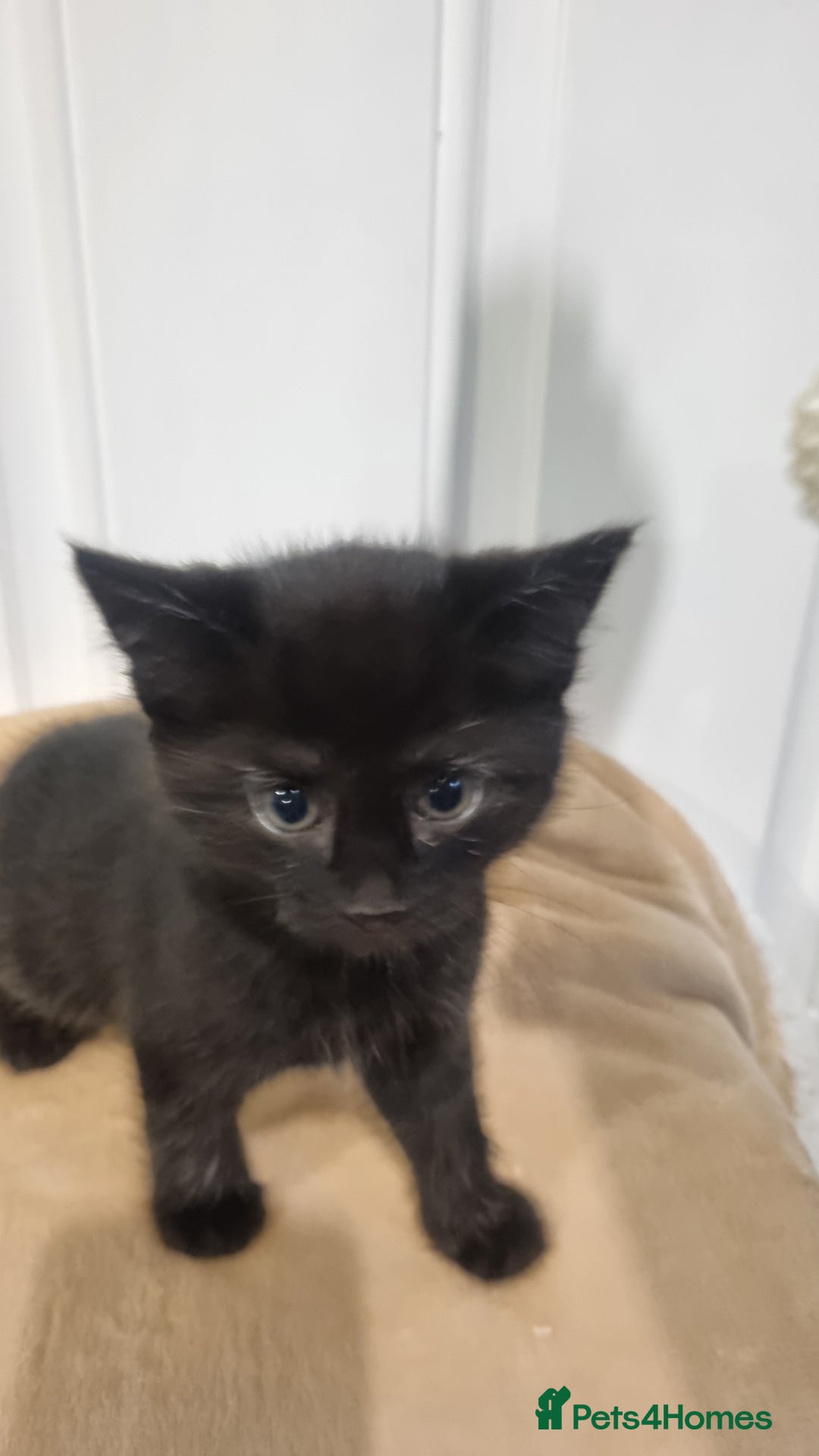 Mixed Breed cats for sale: Black tabby kittens just 2 left  - Image 4