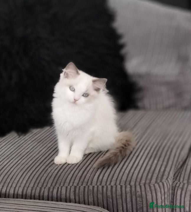 Ragdoll cats Stunning two bicolour ragdoll kittens ready now!!  - Advert 17
