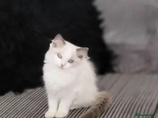 Ragdoll cats Stunning two bicolour ragdoll kittens ready now!! - Advert 17