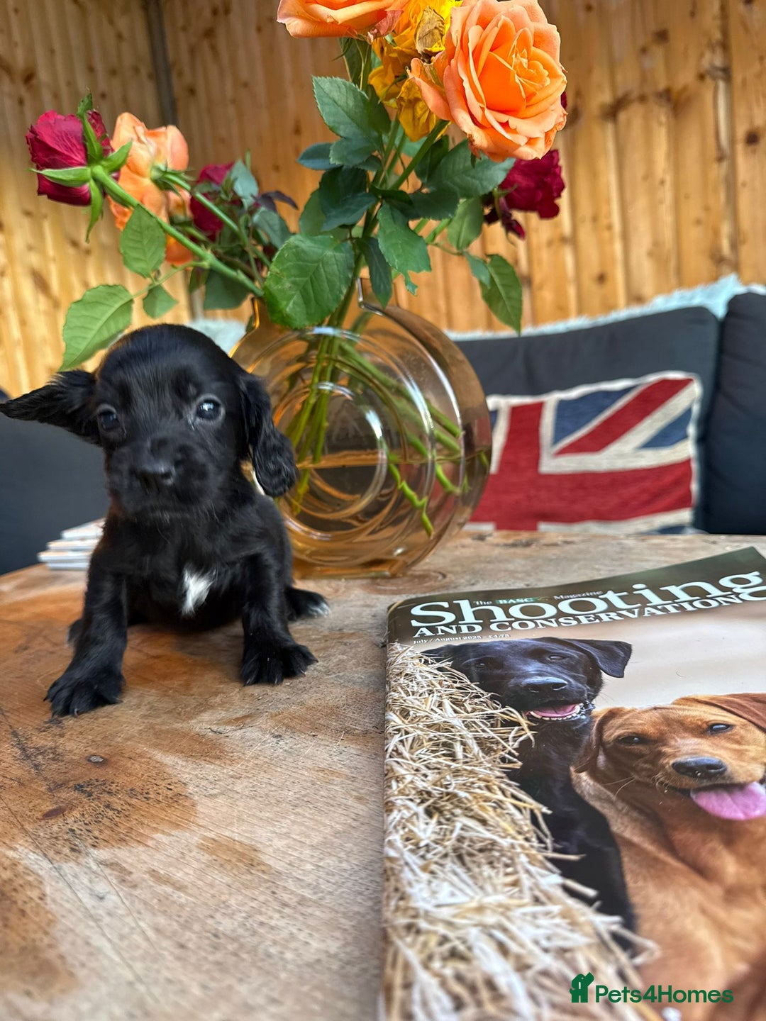 Cocker Spaniel dogs for sale: Kc cocker spaniels  - Image 11
