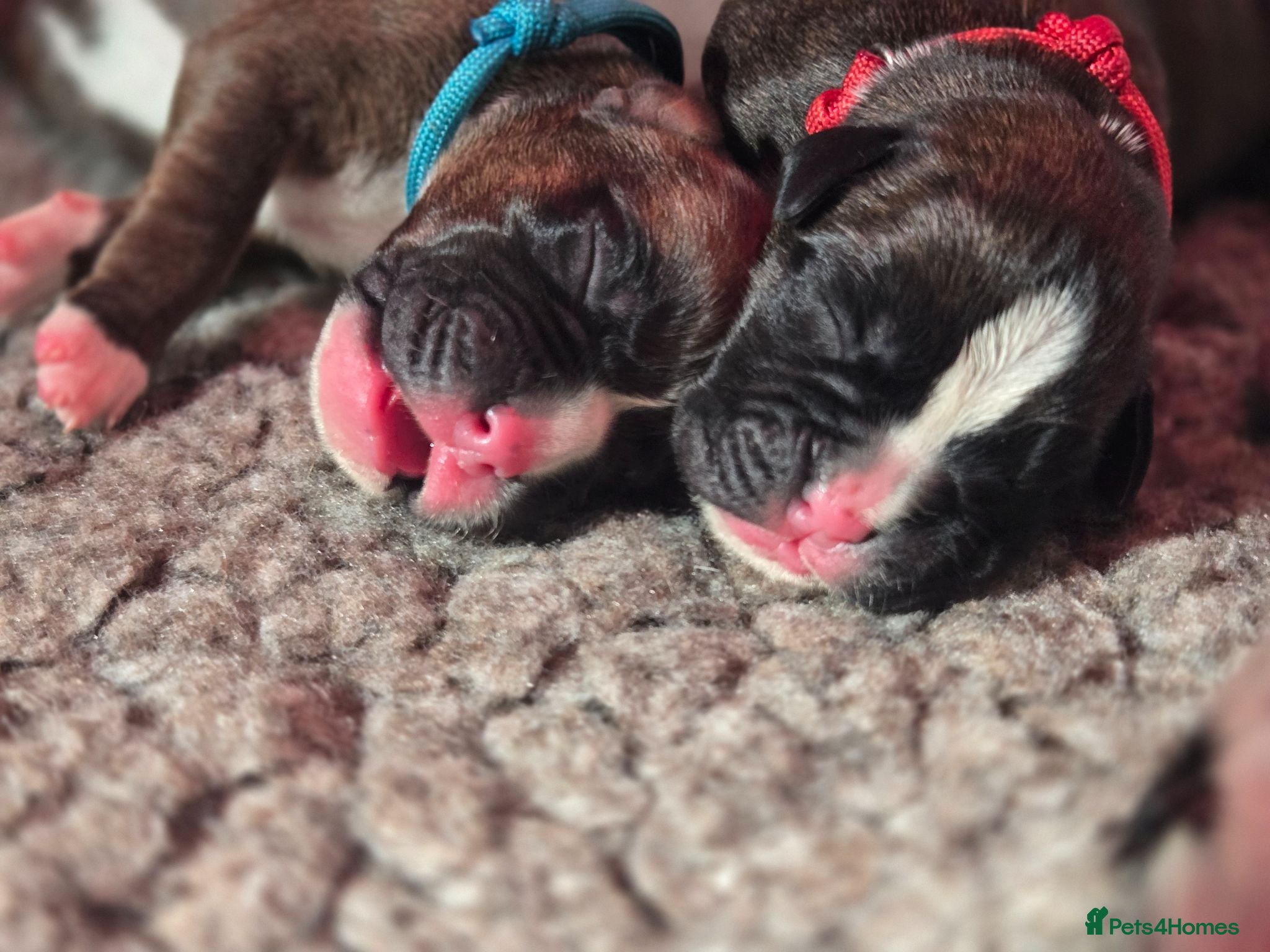Boxer dogs KC boxers with long tails and natural bobtails - Advert 5