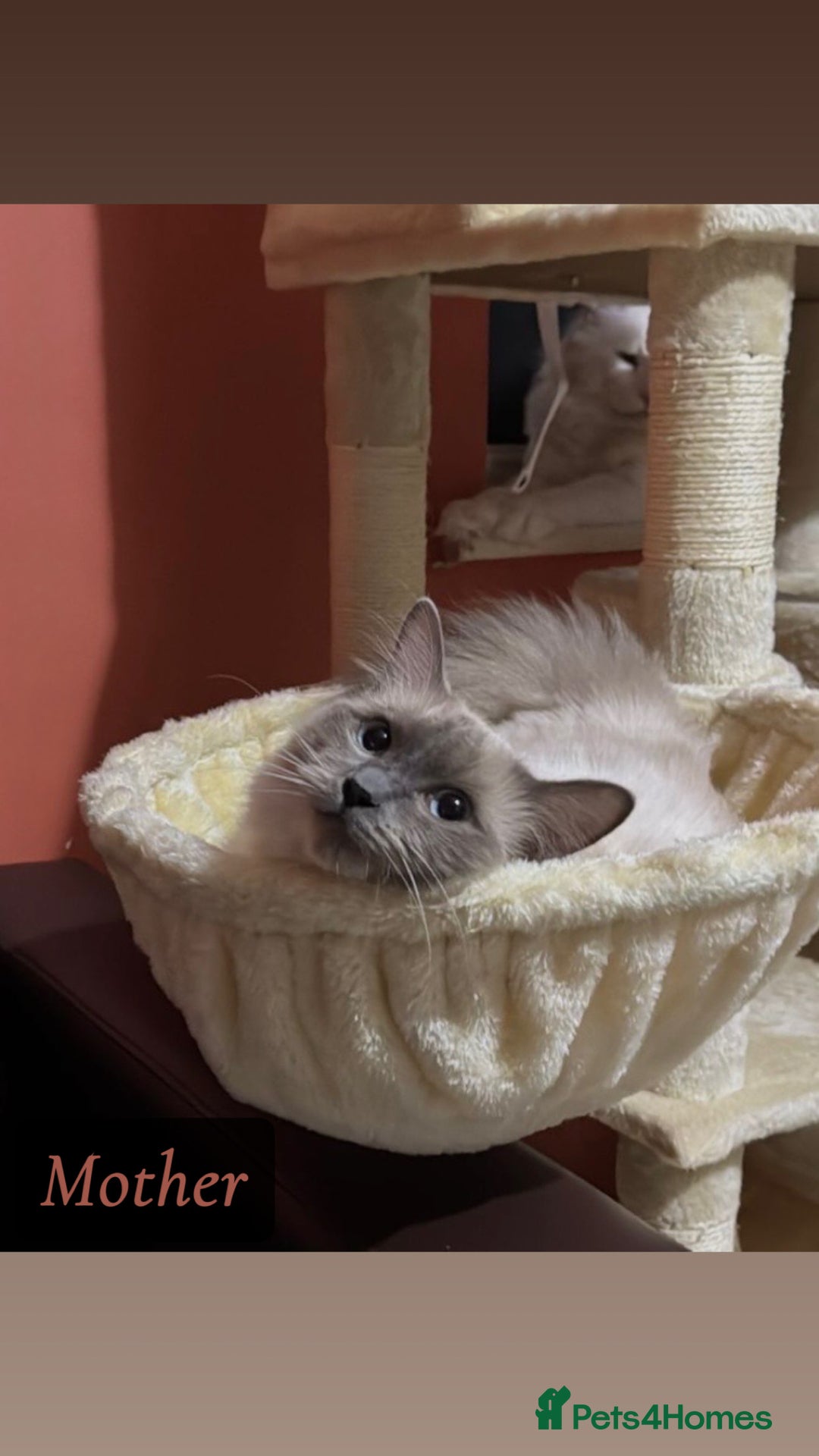 Mixed Breed cats for sale: Maine Coon X Ragdoll Kittens - Advert 8