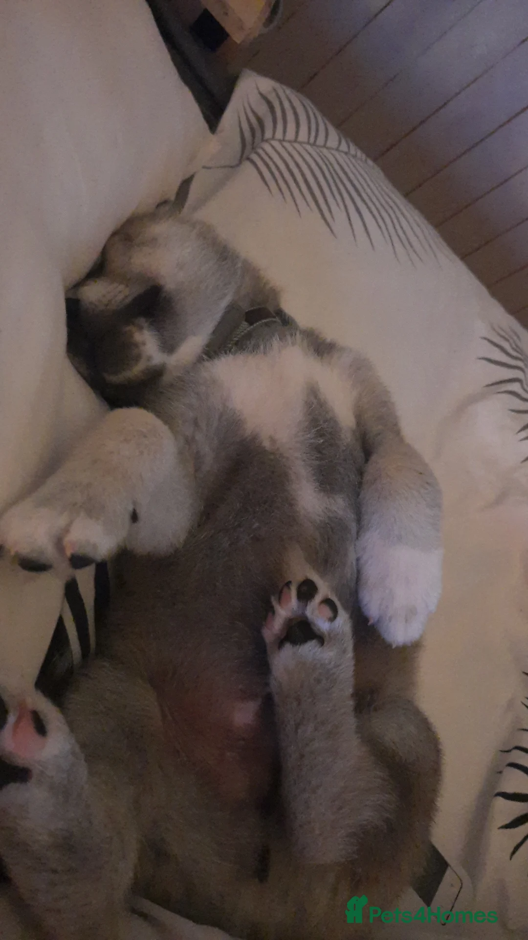 Huskita dogs for sale: Huskita male pup  - Advert 4